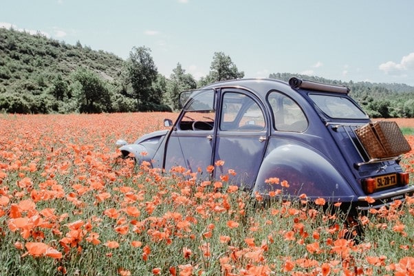 old timer in een bloemenveld